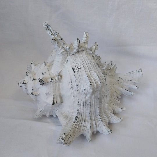 Faux Conch Shell