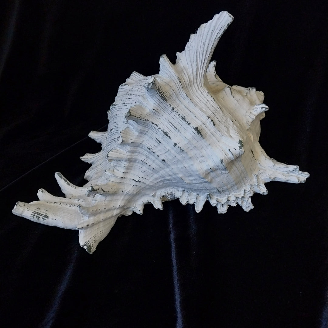 Faux Conch Shell