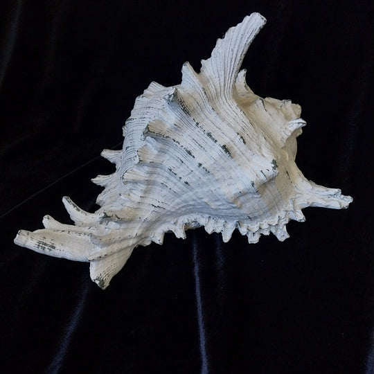 Faux Conch Shell