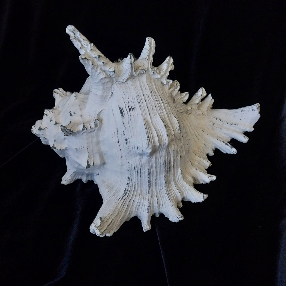 Faux Conch Shell