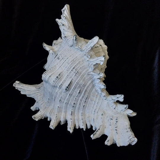 Faux Conch Shell